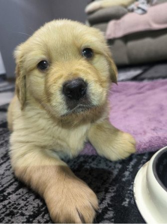 Golden Retriever