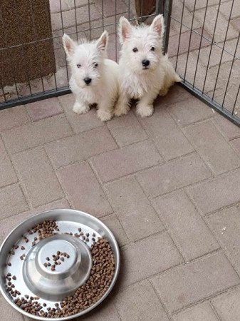 West highland white terrier