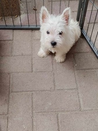 West highland white terrier