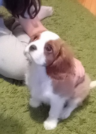Cavalier king Charls Spaniel