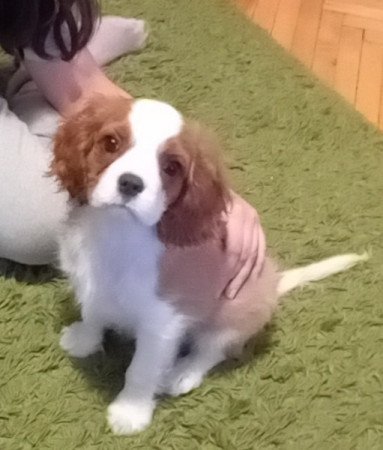 Cavalier king Charls Spaniel