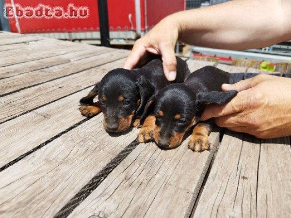 🐶🐾Aranyos tacskó kiskutyák gazdit keresnek