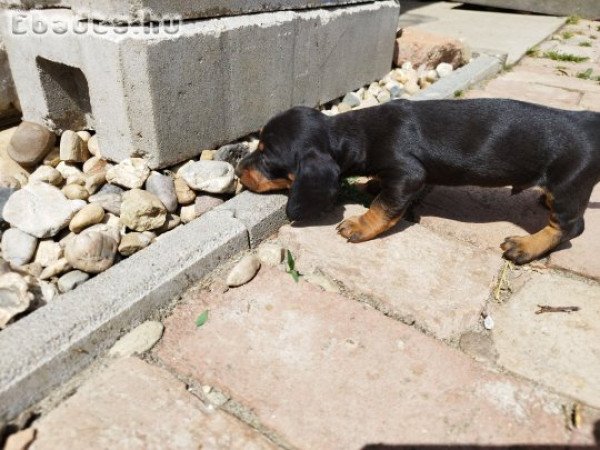 🐶🐾Aranyos tacskó kiskutyák gazdit keresnek