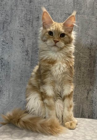 Maine coon cica eladó