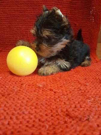 Yorkshire terrier