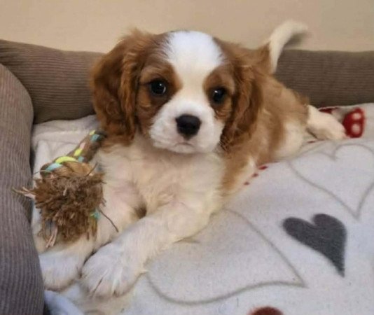 Cavalier king Charls Spaniel
