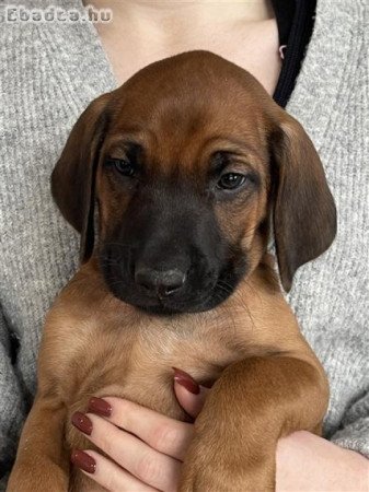 Rhodesian Ridgeback kiskutyák 06702565930