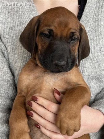 Rhodesian Ridgeback kiskutyák 06702565930