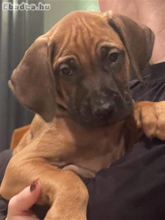 Rhodesian Ridgeback kiskutyák 06702565930