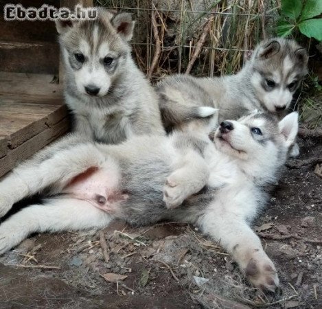 Husky kiskutya