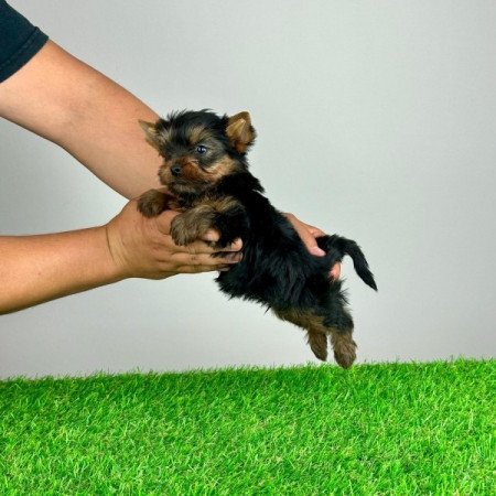 Yorkshire Terrier