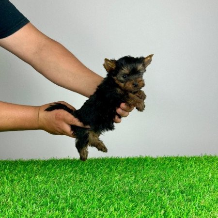 Yorkshire Terrier