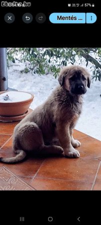 Közép-ázsiai kiskutyák!