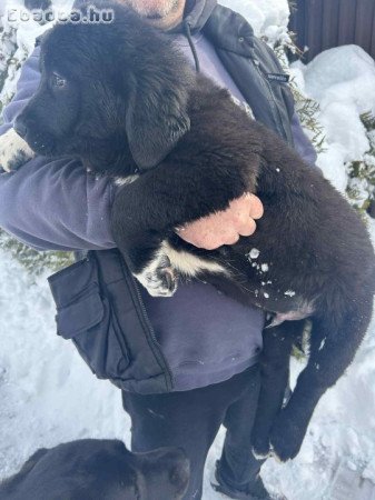 Közép-ázsiai kiskutyák!