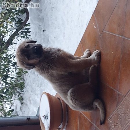 Közép-ázsiai kiskutyák!