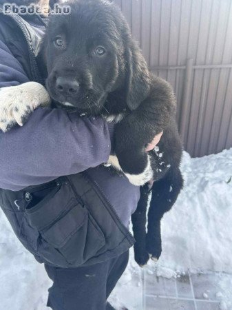 Közép-ázsiai kiskutyák!