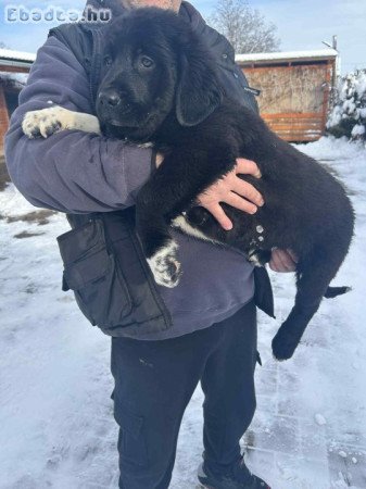 Közép-ázsiai kiskutyák!