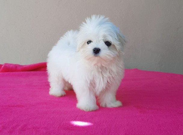 Máltai Selyemkutya / maltese