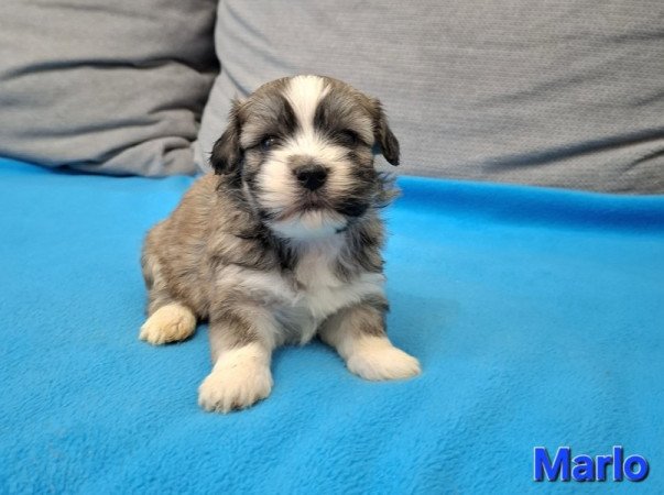 Bichon havanese