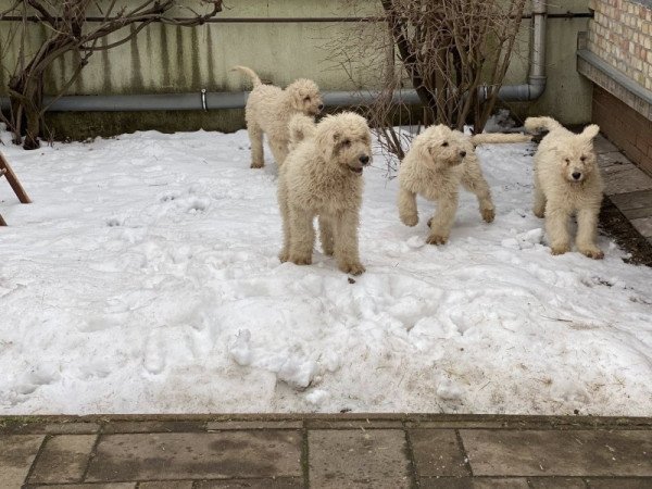 komondor fajta jellegű