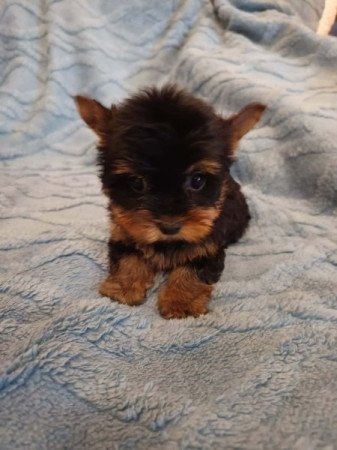 Yorkshire terrier