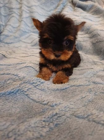 Yorkshire terrier