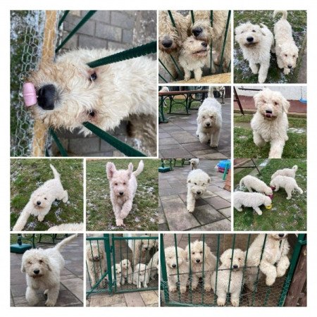 komondor fajta jellegű