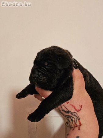 Cane Corso kölykök