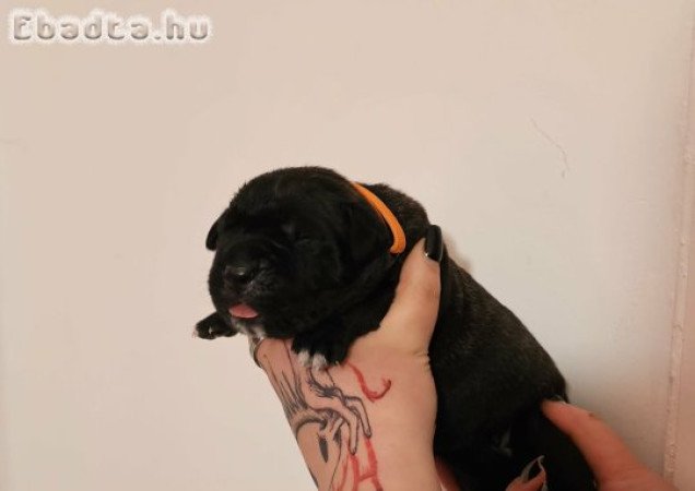Cane Corso kölykök