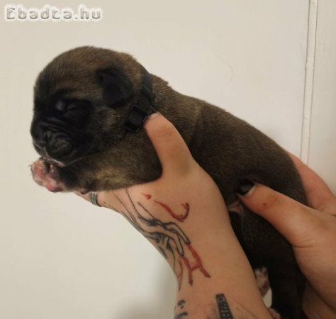 Cane Corso kölykök