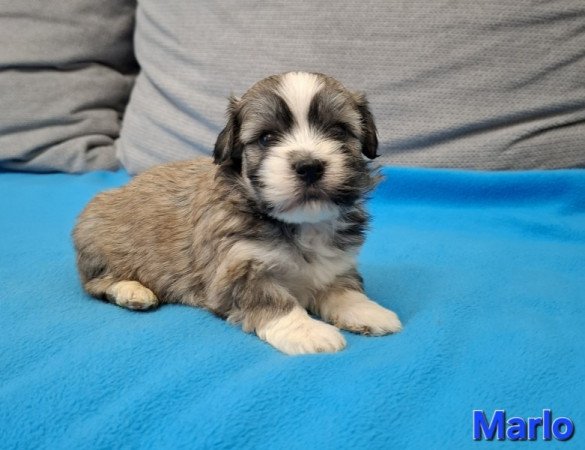 Bichon havanese