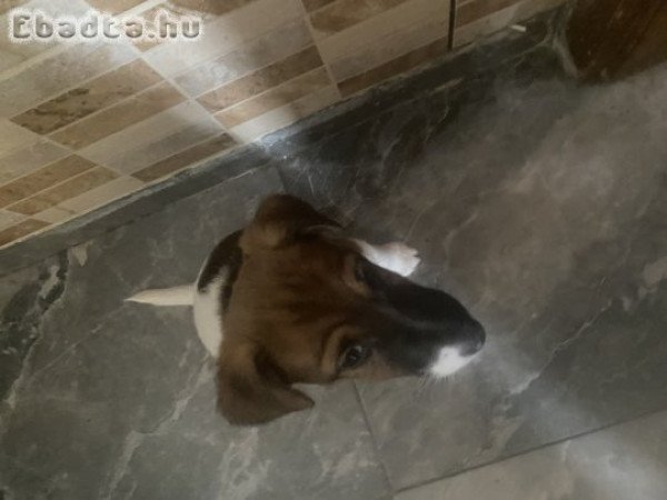 Eladó Foxterrier kiskutya