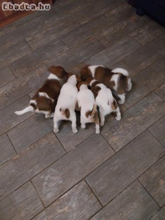 Eladó Foxterrier kiskutya