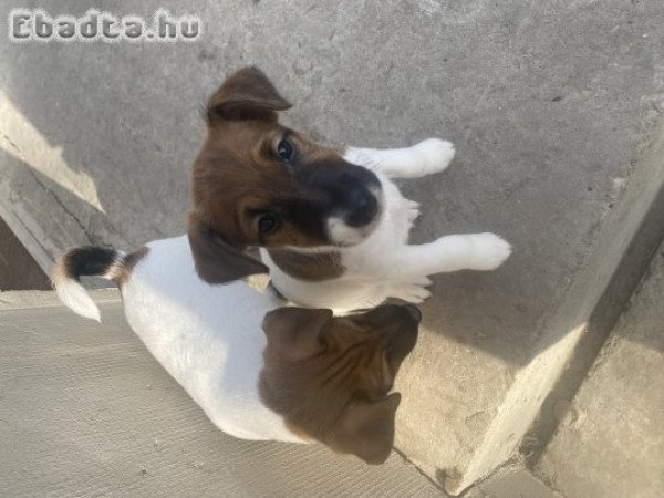 Eladó Foxterrier kiskutya