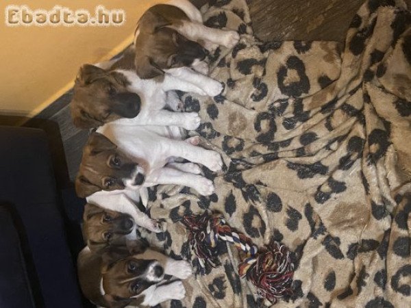 Eladó Foxterrier kiskutya