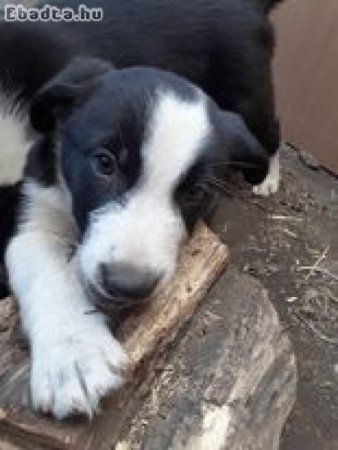 Border Collie