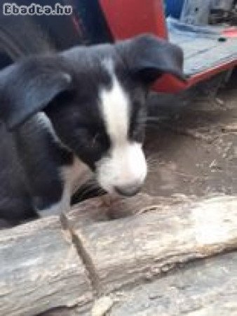 Border Collie