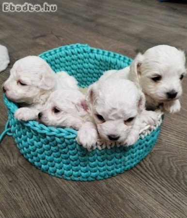 Máltai selyemkutya babák