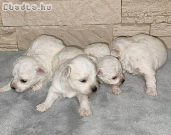 Máltai selyemkutya babák