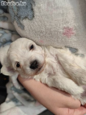 Máltai selyemkutya babák
