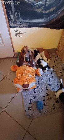 Basset hound