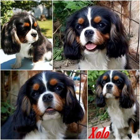 cavalier king charles spániel