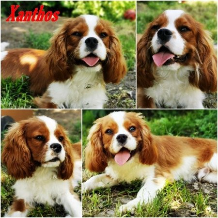 cavalier king charles spániel