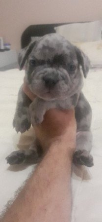 Francia bulldog