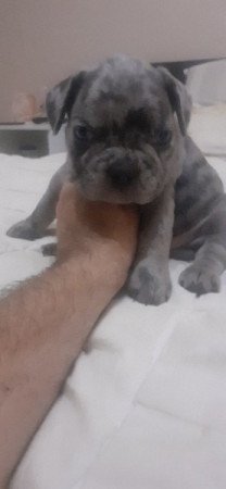 Francia bulldog