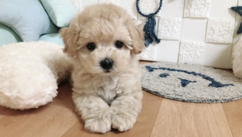 Maltipoo