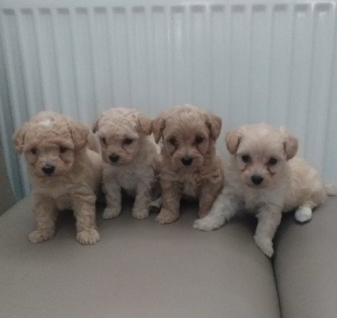 Maltipoo