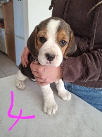 Beagle