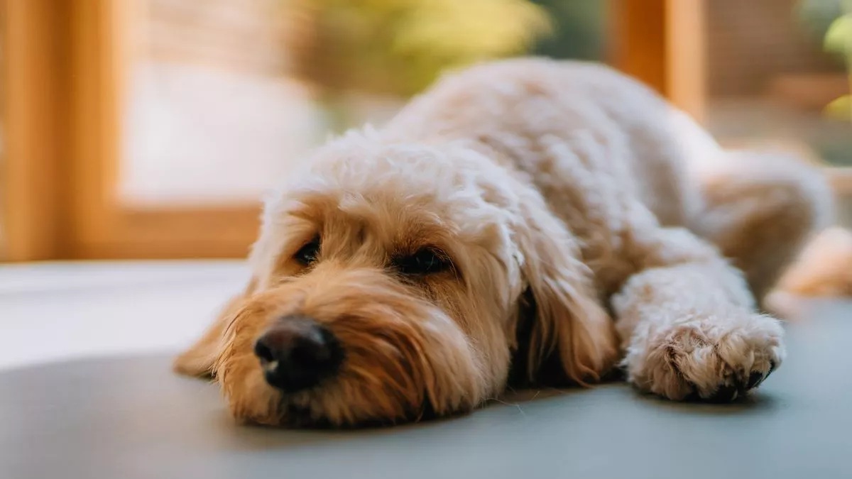 7 ok, amiért lehet, hogy nem vagy alkalmas kutyatartásra – függetlenül a fajtától