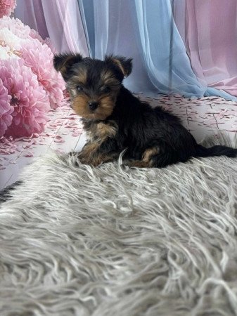 Yorkshire terrier